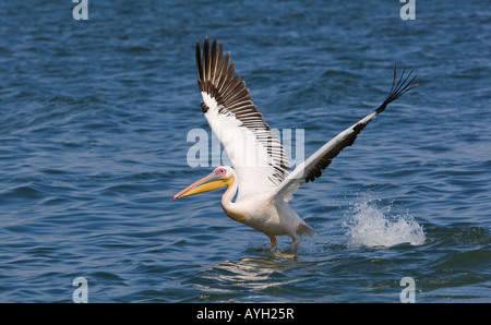 Great White Pelican landing dans l'eau, la Namibie, l'Afrique Banque D'Images