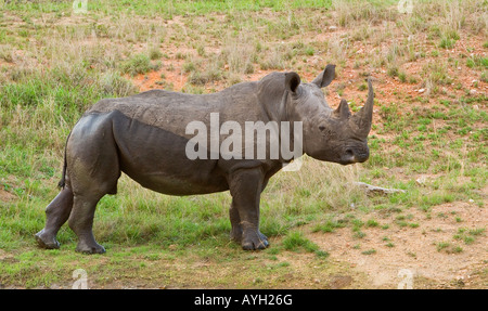 Close up of White Rhinoceros, Parc National Kruger, Afrique du Sud Banque D'Images