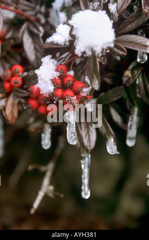 Les glaçons et la fonte de neige sur plante verte avec des baies rouges Banque D'Images