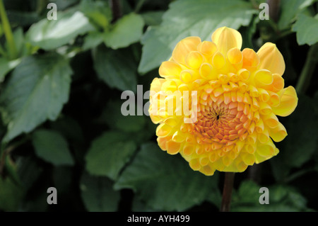 Dahlia Compositae Ryecroft delight Banque D'Images