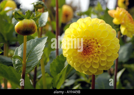 Dahlia Compositae Ryecroft delight Banque D'Images