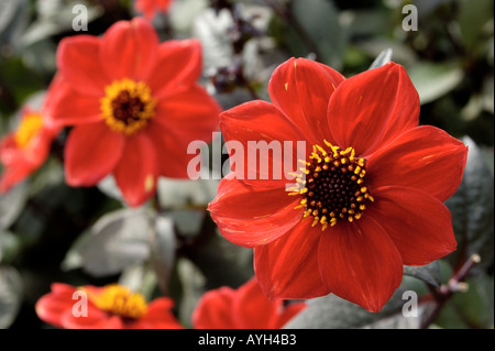 Dahlia Compositae Preston Park Banque D'Images