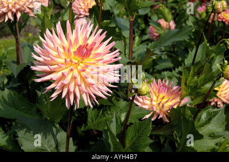 Dahlia Compositae Karma Sangria Banque D'Images