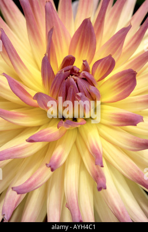 Dahlia Compositae Karma Sangria Banque D'Images