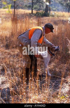 Retrait d'un chasseur de cailles chien USA Banque D'Images