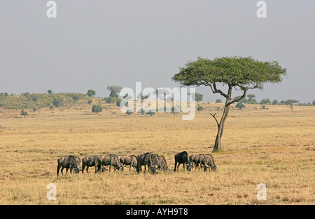 Gnous paissent sous acacia dans African game park Banque D'Images