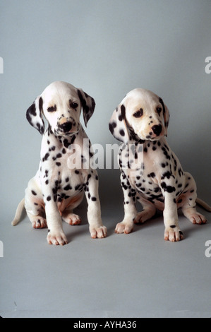 Deux chiots Dalmatien Banque D'Images