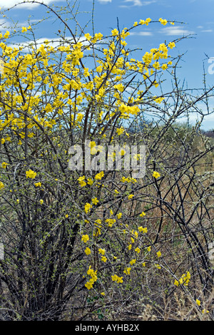 Brevispinosum rhigozum Rhigozum Ouest arbuste a grand jaune doré en forme de trompette avec fleurs pétales ondulées largement Banque D'Images