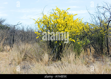 Brevispinosum rhigozum Rhigozum Ouest arbuste a grand jaune doré en forme de trompette avec fleurs pétales ondulées largement Banque D'Images