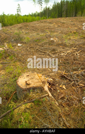 Logged forêt près de Torsby dans le comté de Värmland Suède Banque D'Images