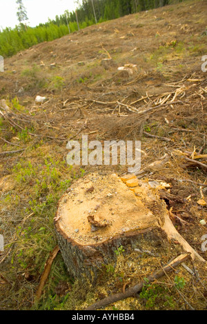 Logged forêt près de Torsby dans le comté de Värmland Suède Banque D'Images