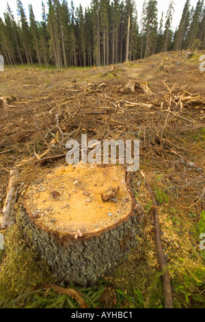 Logged forêt près de Torsby dans le comté de Värmland Suède Banque D'Images