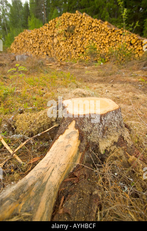 Logged forêt près de Torsby dans le comté de Värmland Suède Banque D'Images