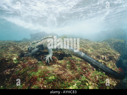 Iguane marin (Amblyrhynchus cristatus) sous l'eau d'alimentation sur les algues. Banque D'Images