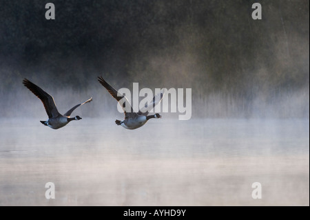 Branta canadensis. Les bernaches du Canada de vol dans l'aube la brume. L'Oxfordshire, UK Banque D'Images