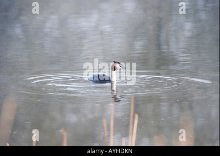 Podiceps critatus. Grèbe huppé sur un lac. Oxfordshire, Angleterre Banque D'Images