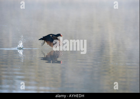 Gallinula chloropus. Poule d'exécution sur l'eau. Oxfordshire, Angleterre Banque D'Images