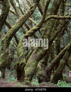 La forêt laurisilva du Parc National de Garajonay près de Laguna Grande, La Gomera, Canary Islands, Spain. Banque D'Images