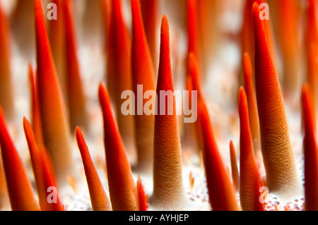 Couronne d'Étoile de mer Acanthaster planci montrant le détail des épines empoisonnées Etats fédérés de Micronésie Yap Pacific Banque D'Images