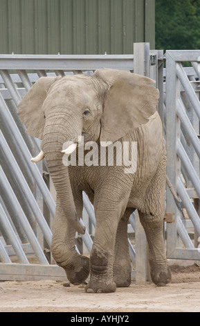 L'éléphant d'Afrique Loxodonta africana Banque D'Images