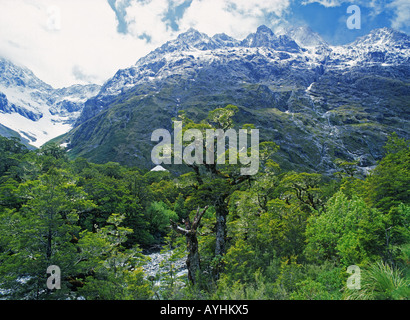 Les hêtraies d'argent à Fjordland National Park dans les Alpes du Sud sur l'île du sud de la Nouvelle-Zélande Banque D'Images