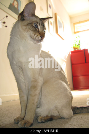 Chat siamois Banque D'Images