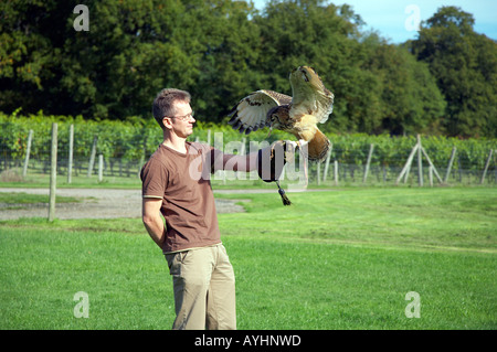 Un Bengalese Eagle Owl atterrit sur un gestionnaire s glove Banque D'Images