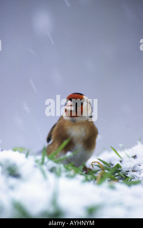 Goldfinch Carduelis carduelis dans la neige Banque D'Images