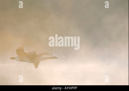 Branta canadensis. Les bernaches du Canada de vol dans l'aube la brume. L'Oxfordshire, UK Banque D'Images