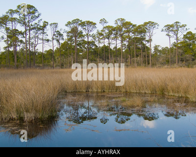 Grayton Beach State Park Florida wetlands Banque D'Images