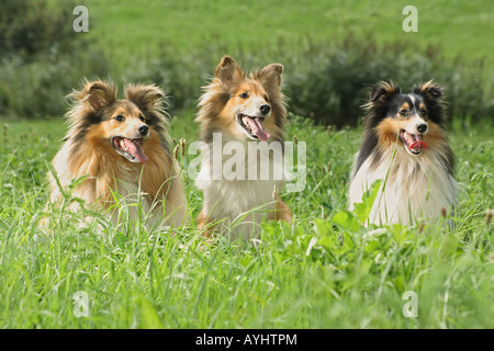 Trois Shelties - assise dans l'herbe haute Banque D'Images