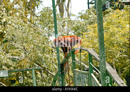 Roter Bruellaffe Gelaender auf einem klettert Amazonas Banque D'Images