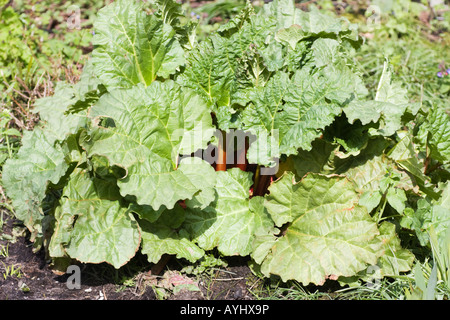 La rhubarbe, Rheum rhabarbarum ou Rheum x hybridum, plante. Feuilles vertes et rouges, comestibles, montrant les pétioles rouge. Banque D'Images