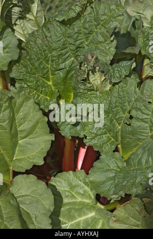 Libre de la rhubarbe, Rheum rhabarbarum ou Rheum x hybridum, plante. Feuilles vertes et rouges, comestibles, montrant les pétioles rouge Banque D'Images