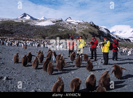 Manchot royal (Aptenodytes patagonicus), et les touristes, la Géorgie du Sud, l'Antarctique Banque D'Images