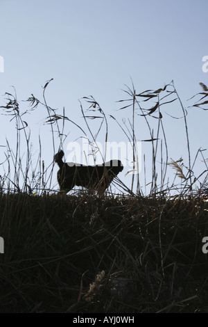 Un chien noir à pied dans la campagne Banque D'Images