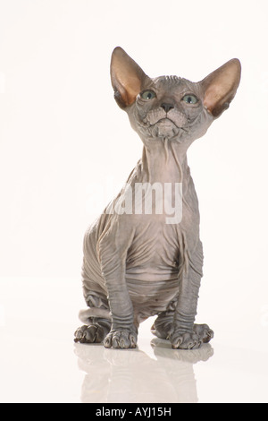 Sphynx cat - chaton assis - cut out Banque D'Images