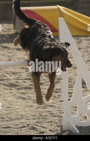 Un Border Collie tricolore sautant par-dessus un obstacle de l'Agilité. Banque D'Images