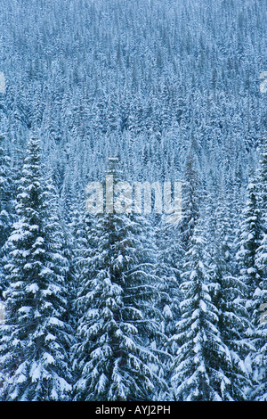 Une forêt de conifères couverts de neige dans le centre de l'État de Washington Cascades Banque D'Images