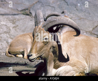 Les moutons de Barbarie Ammotragus lervia également appelé Aoudad et Arui Banque D'Images