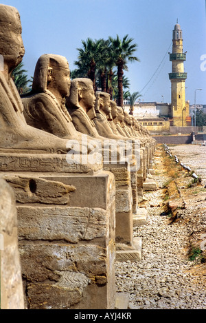 Sphinxs en dehors du temple de Louxor en Égypte Banque D'Images