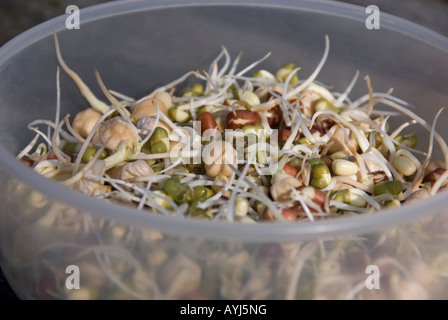 Haricots germés mixtes dans un pot Banque D'Images