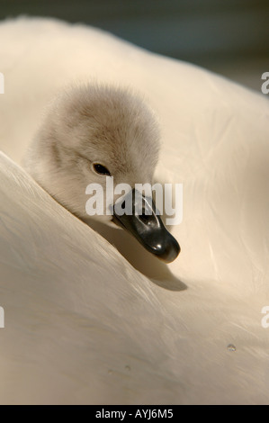 Cygne tuberculé Cygnus olor cygnet sur les mères retour close up Oxfordshire UK Banque D'Images