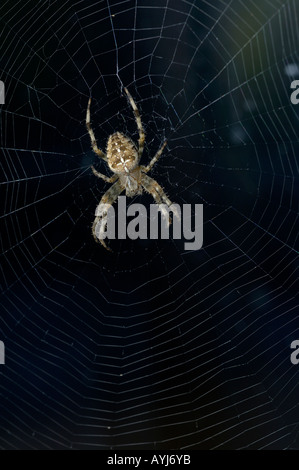 Araignée Araneus diadematus Orb le jardin sur son site Oxfordshire UK Banque D'Images