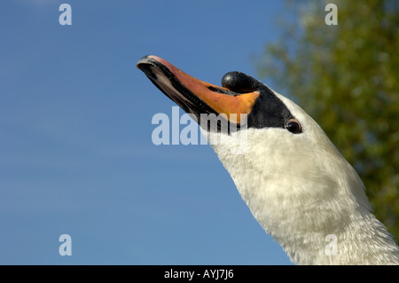 Cygne tuberculé Cygnus olor rendant son grognement Oxfordshire UK Banque D'Images