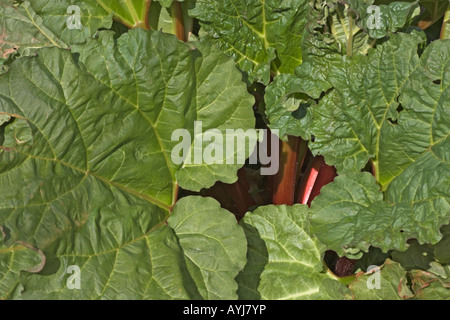 Libre de la rhubarbe, Rheum rhabarbarum ou Rheum x hybridum, plante. Feuilles vertes et rouges, comestibles, montrant les pétioles rouge Banque D'Images