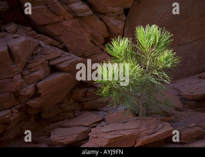 Le pin ponderosa (Pinus ponderosa) sur grès rouge, Zion National Park, Utah Banque D'Images