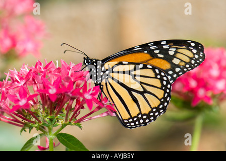 Papillon monarque, Danaus plexippus, se nourrissant de Pentas lanceolata fleurs en Oklahoma, USA. Banque D'Images