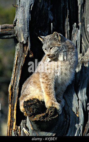 Lynx du Canada Lynx canadensis dans l'ouest du Montana model Banque D'Images