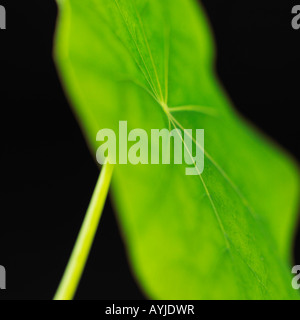 Grande feuille verte Banque D'Images